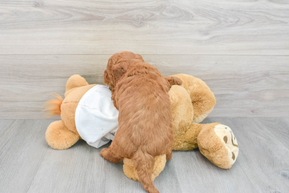 Playful Golden Retriever Poodle Mix Puppy