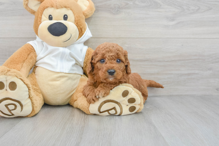 Mini Goldendoodle Pup Being Cute