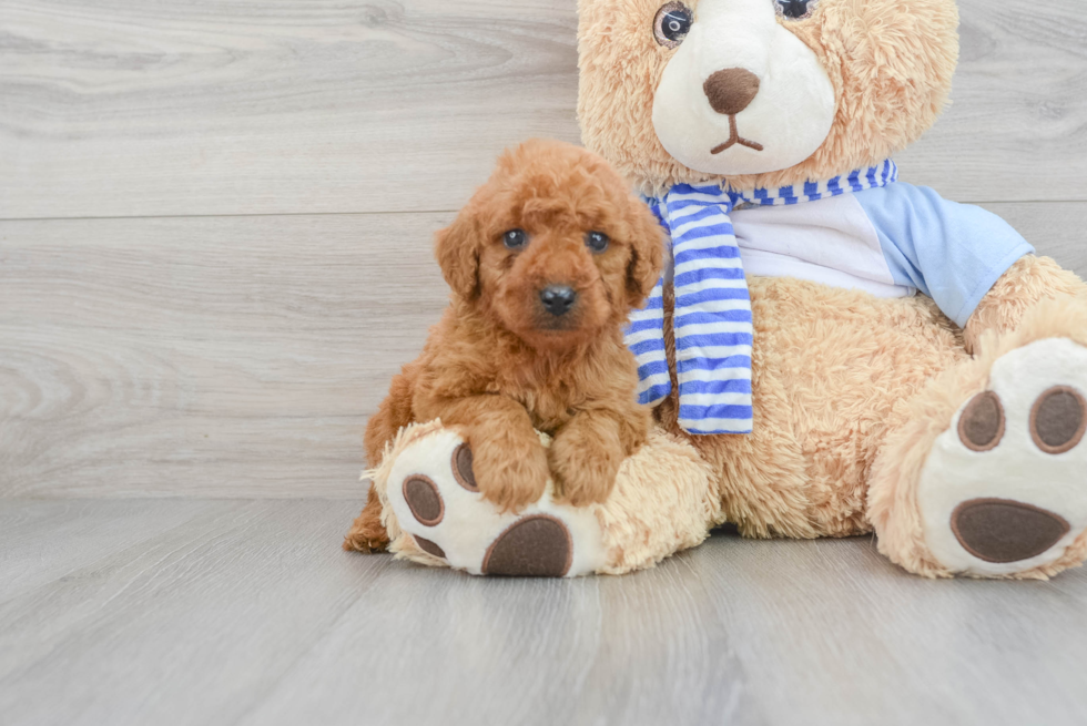 Mini Goldendoodle Pup Being Cute