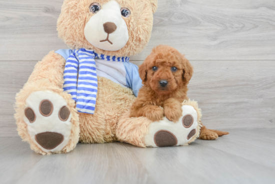 Mini Goldendoodle Puppy for Adoption