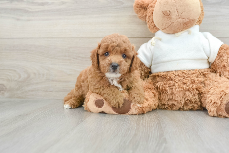 Smart Mini Goldendoodle Poodle Mix Pup