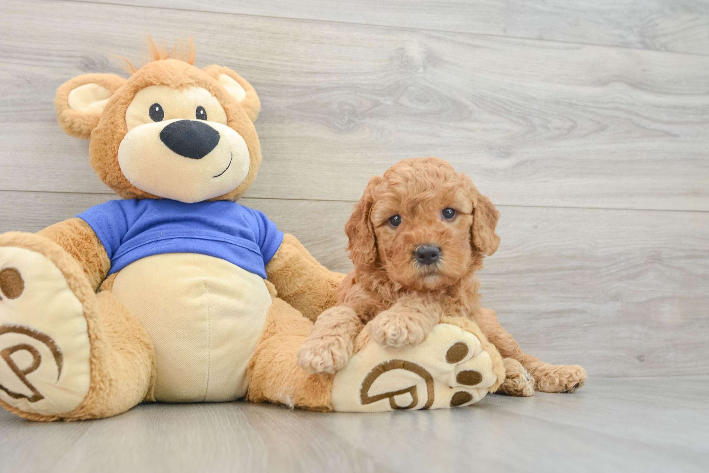 Best Mini Goldendoodle Baby