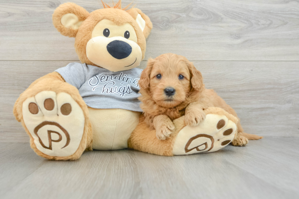 Mini Goldendoodle Puppy for Adoption