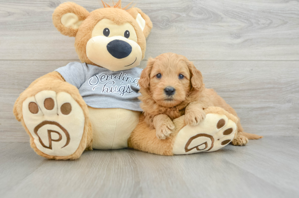 5 week old Mini Goldendoodle Puppy For Sale - Premier Pups