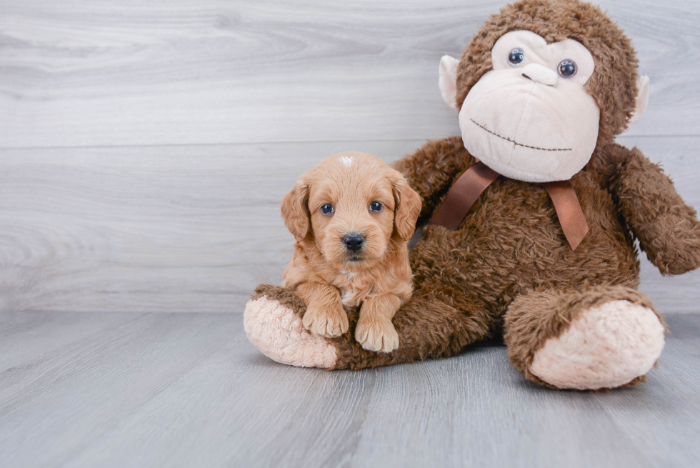 Little Golden Retriever Poodle Mix Puppy