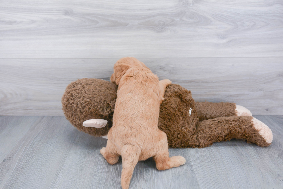 Friendly Mini Goldendoodle Baby