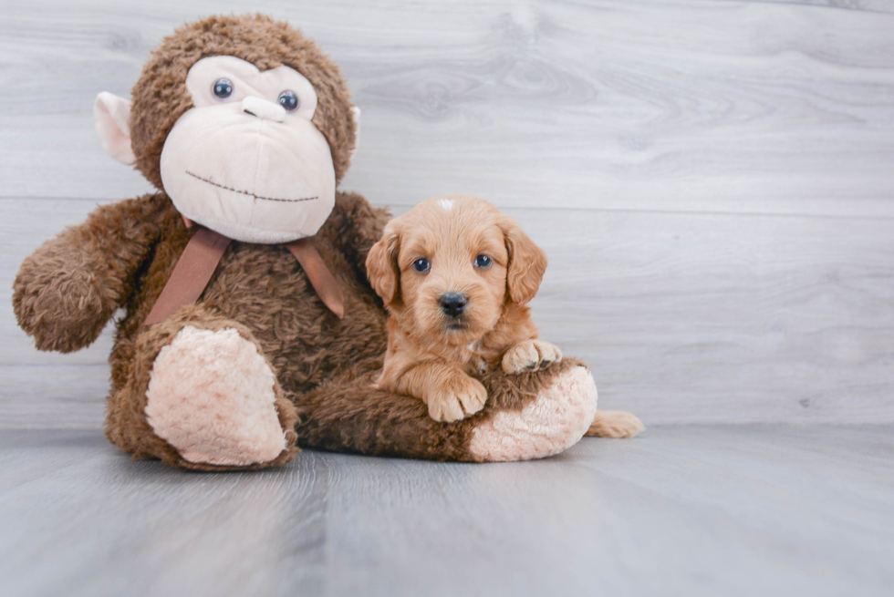 Smart Mini Goldendoodle Poodle Mix Pup