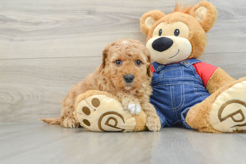 Energetic Golden Doodle Poodle Mix Puppy