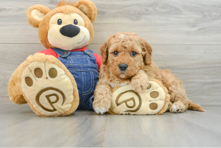 Little Mini Goldenpoo Poodle Mix Puppy