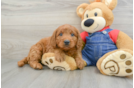 Mini Goldendoodle Puppy for Adoption