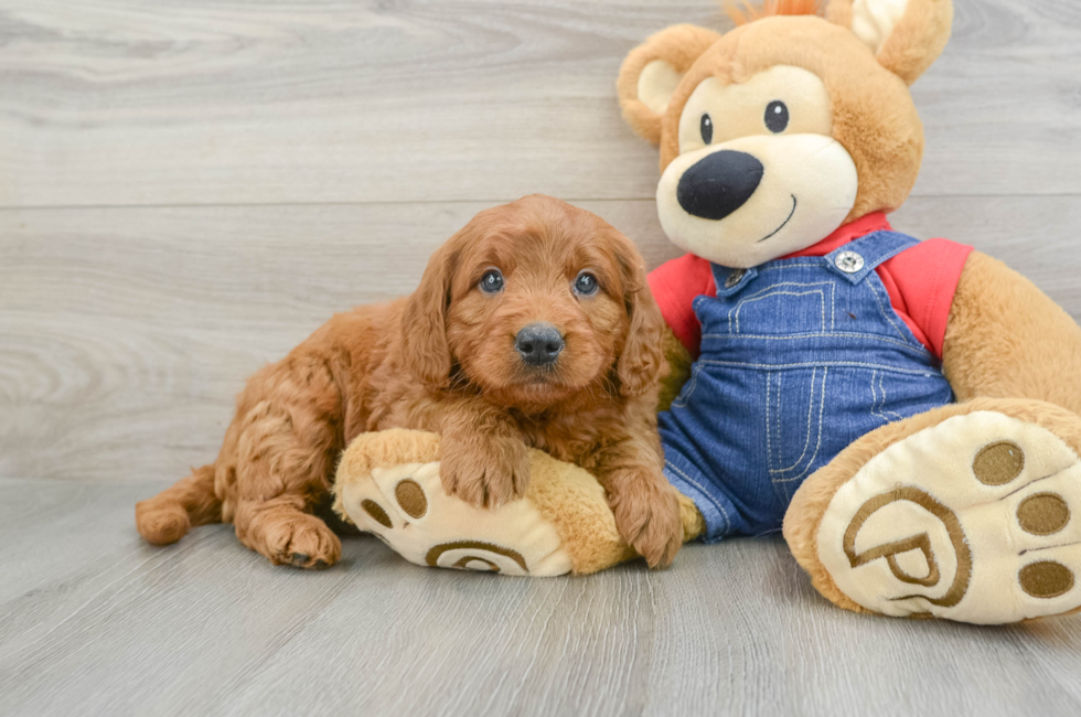 5 week old Mini Goldendoodle Puppy For Sale - Premier Pups