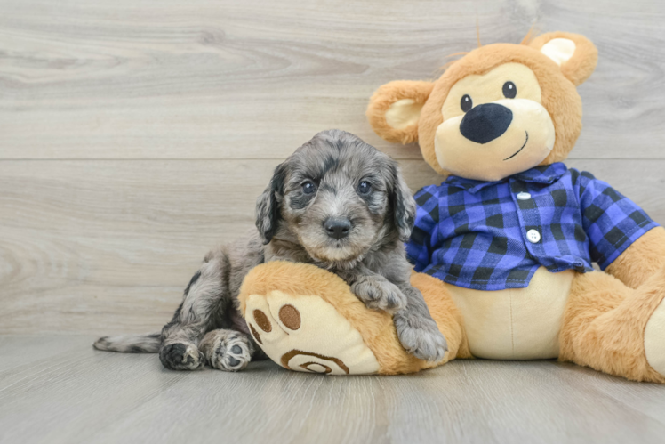 Fluffy Mini Goldendoodle Poodle Mix Pup