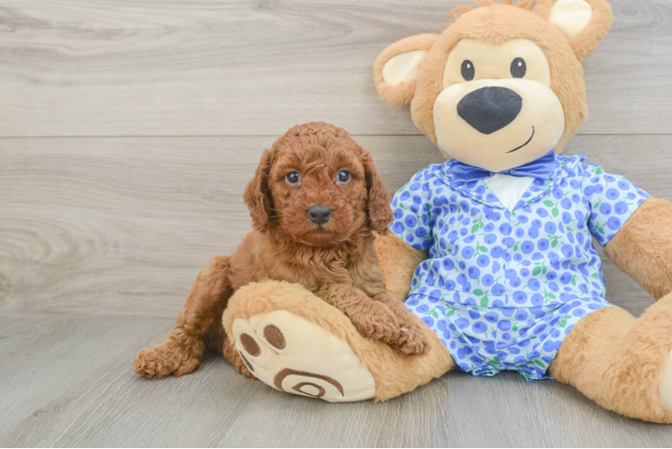 Petite Mini Goldendoodle Poodle Mix Pup