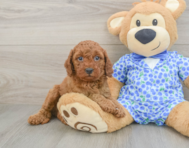 7 week old Mini Goldendoodle Puppy For Sale - Premier Pups