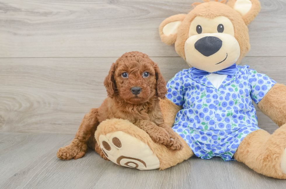 5 week old Mini Goldendoodle Puppy For Sale - Premier Pups