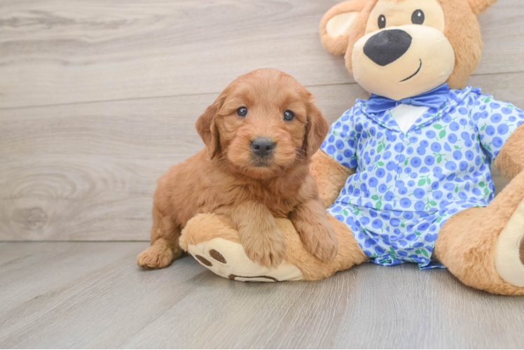 Mini Goldendoodle Pup Being Cute