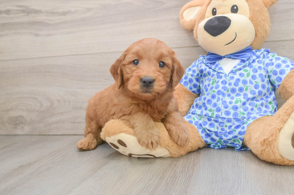 6 week old Mini Goldendoodle Puppy For Sale - Premier Pups