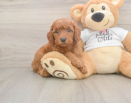 7 week old Mini Goldendoodle Puppy For Sale - Premier Pups