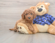 5 week old Mini Goldendoodle Puppy For Sale - Premier Pups