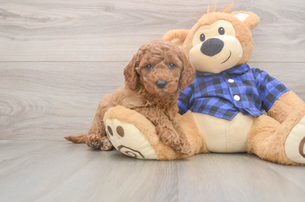 5 week old Mini Goldendoodle Puppy For Sale - Premier Pups