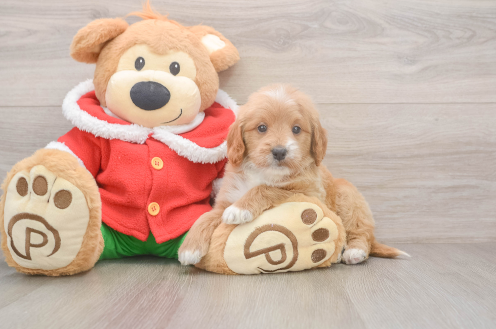 5 week old Mini Goldendoodle Puppy For Sale - Premier Pups