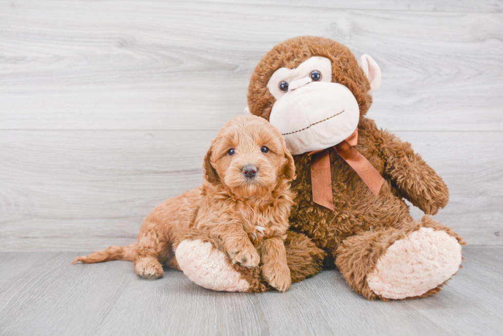 Happy Mini Goldendoodle Baby