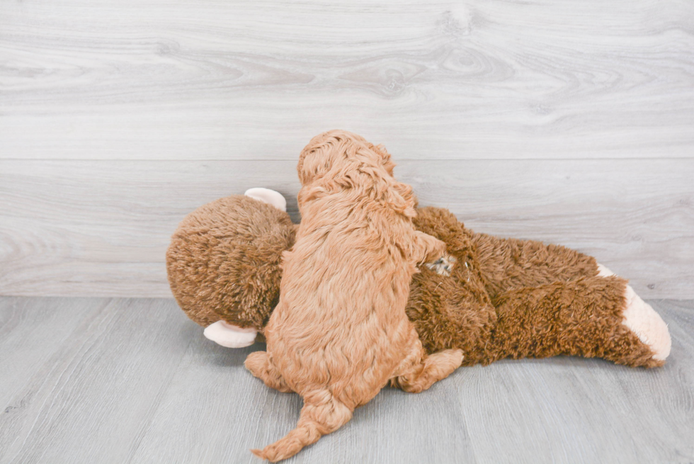 Popular Mini Goldendoodle Poodle Mix Pup