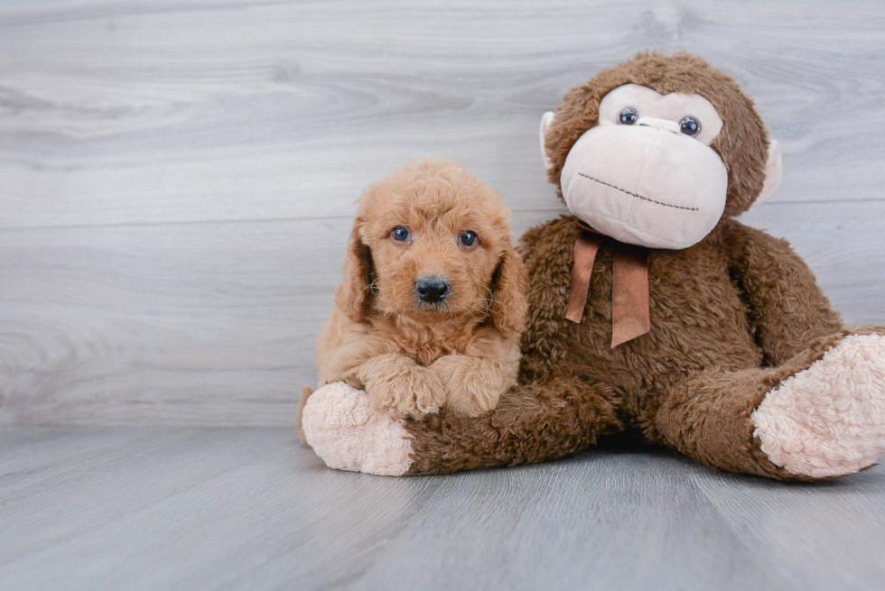 Mini Goldendoodle Puppy for Adoption