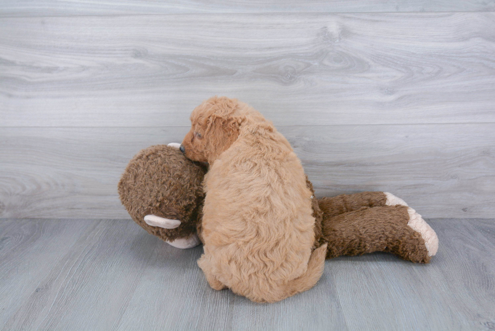 Funny Mini Goldendoodle Poodle Mix Pup