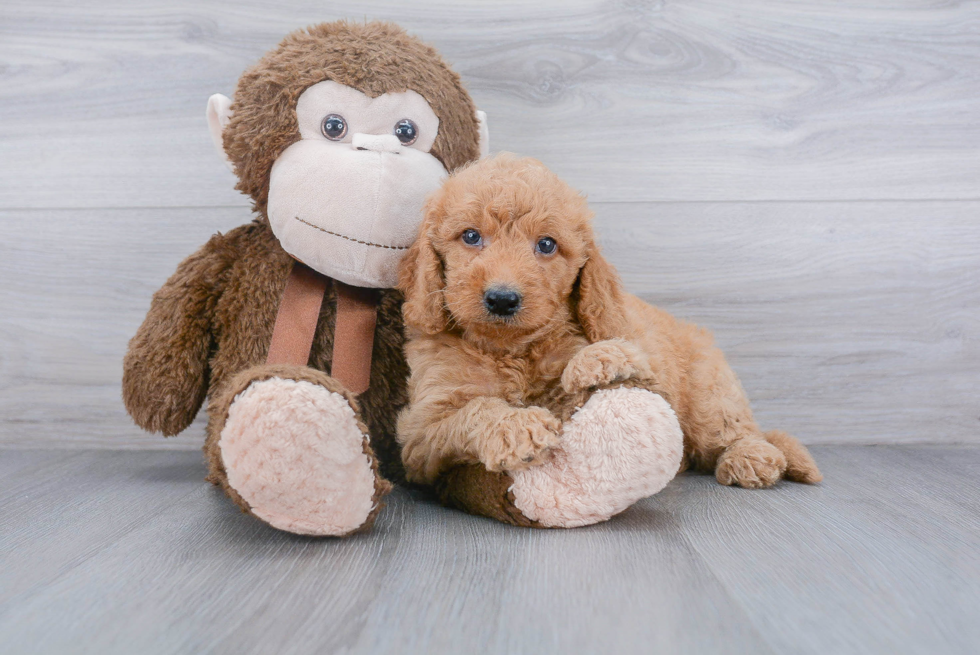 Smart Mini Goldendoodle Poodle Mix Pup