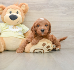 7 week old Mini Goldendoodle Puppy For Sale - Premier Pups