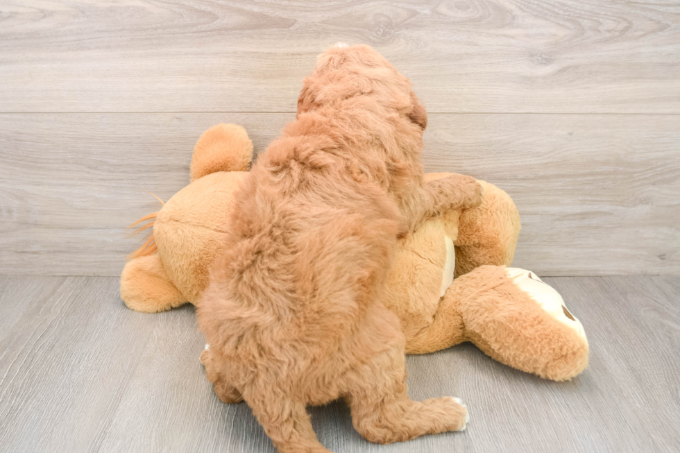 Friendly Mini Goldendoodle Baby