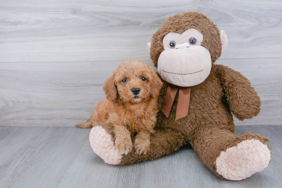 Petite Mini Goldendoodle Poodle Mix Pup