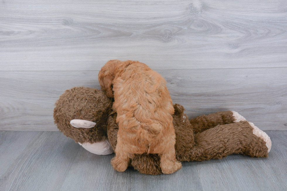 Best Mini Goldendoodle Baby