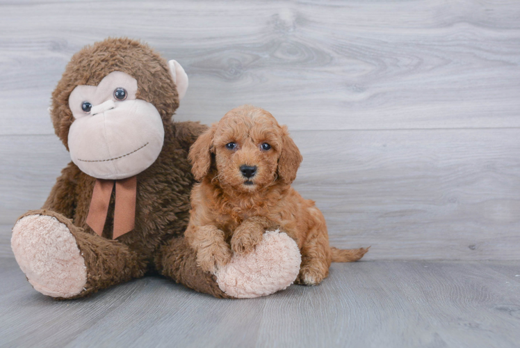 Funny Mini Goldendoodle Poodle Mix Pup