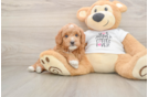 Mini Goldendoodle Puppy for Adoption