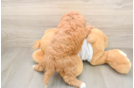 Best Mini Goldendoodle Baby