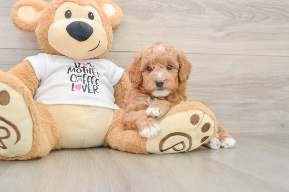 Adorable Golden Retriever Poodle Mix Poodle Mix Puppy