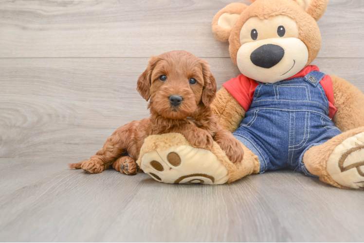 Best Mini Goldendoodle Baby