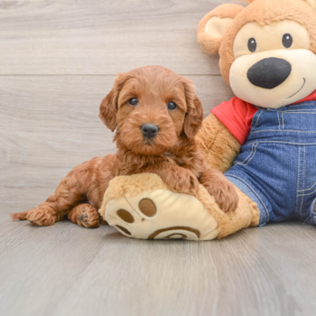 Best Mini Goldendoodle Baby