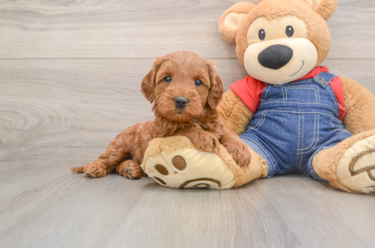 Best Mini Goldendoodle Baby