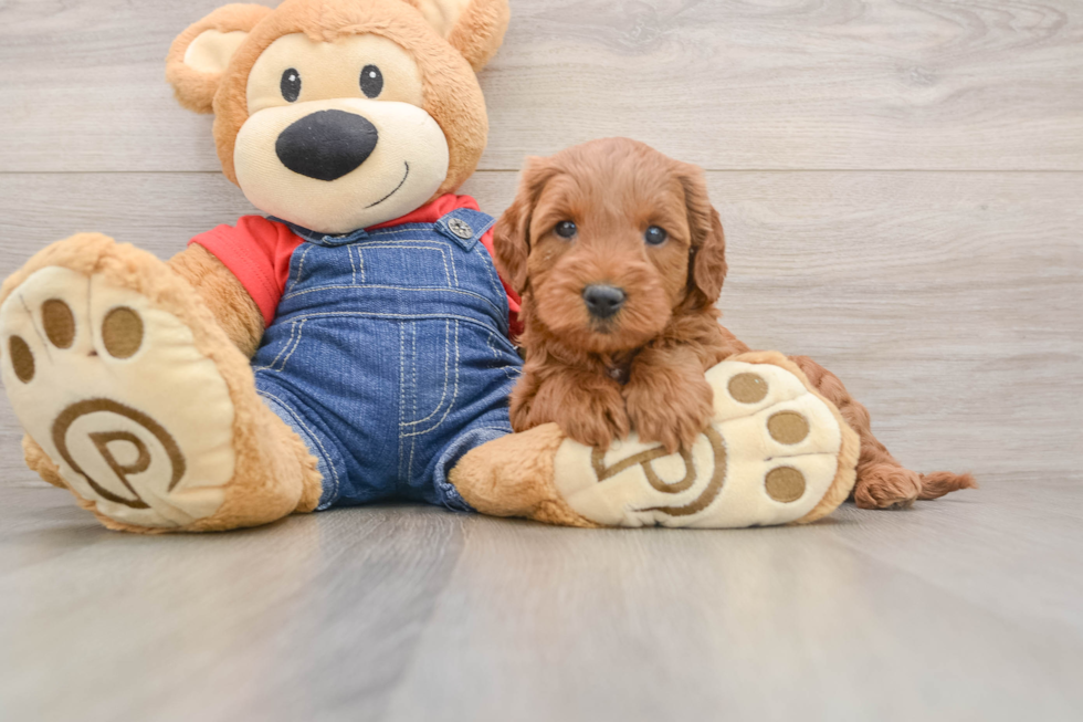 Best Mini Goldendoodle Baby