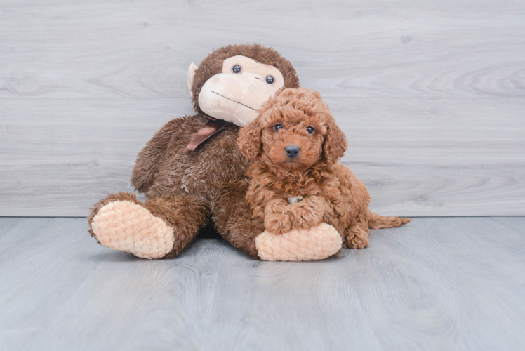 Adorable Golden Retriever Poodle Mix Puppy