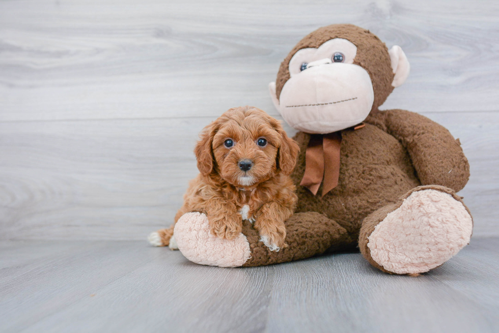 Mini Goldendoodle Puppy for Adoption