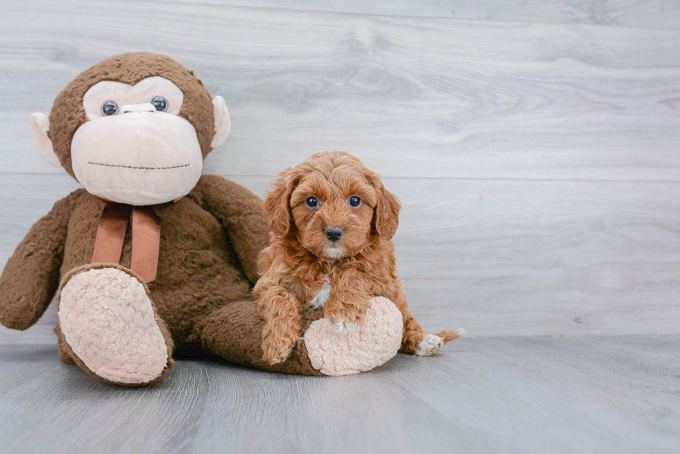 Mini Goldendoodle Pup Being Cute