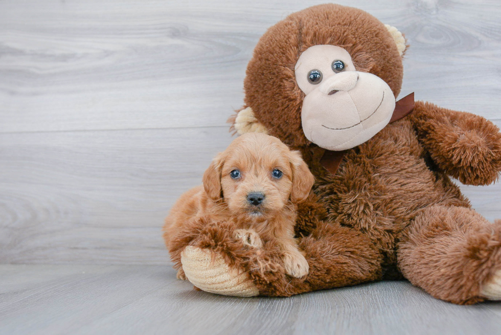 Happy Mini Goldendoodle Baby