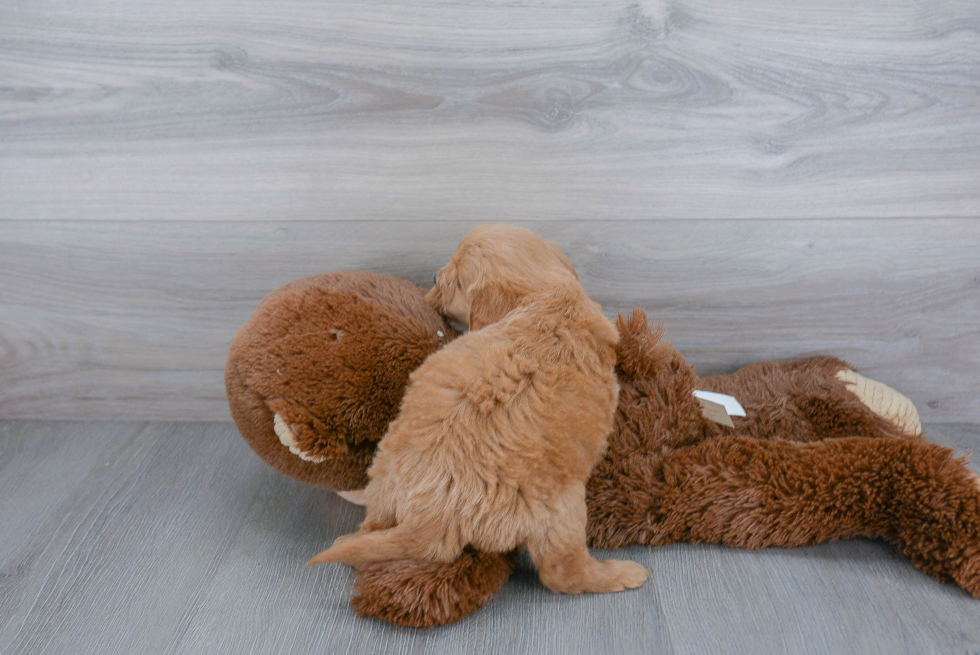 Mini Goldendoodle Pup Being Cute