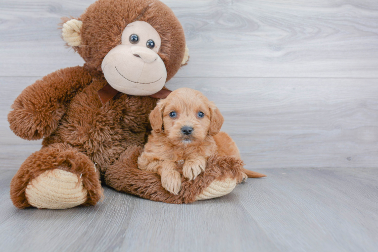 Hypoallergenic Golden Retriever Poodle Mix Puppy