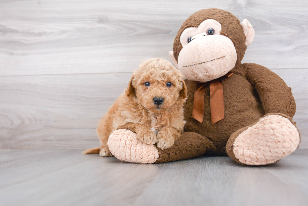 Mini Goldendoodle Puppy for Adoption