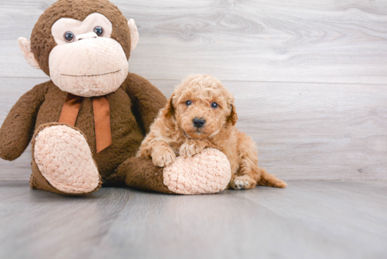 Mini Goldendoodle Pup Being Cute